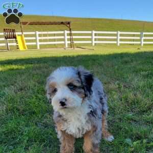 Violet, Australian Mountain Doodle Puppy